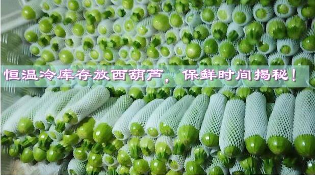 恒溫冷庫存放西葫蘆,保鮮時間揭秘!