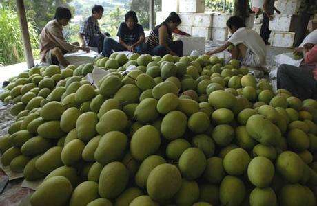 1000噸芒果冷庫 1000噸芒果冷庫