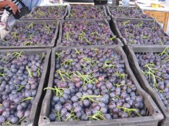 葡萄保鮮冷庫的安裝造價大概是多少？怎么計算的