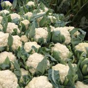 花菜冷庫設計安裝費用大概需要多少錢？