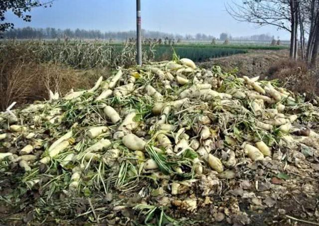 疫情蔬菜冷庫 疫情蔬菜冷庫