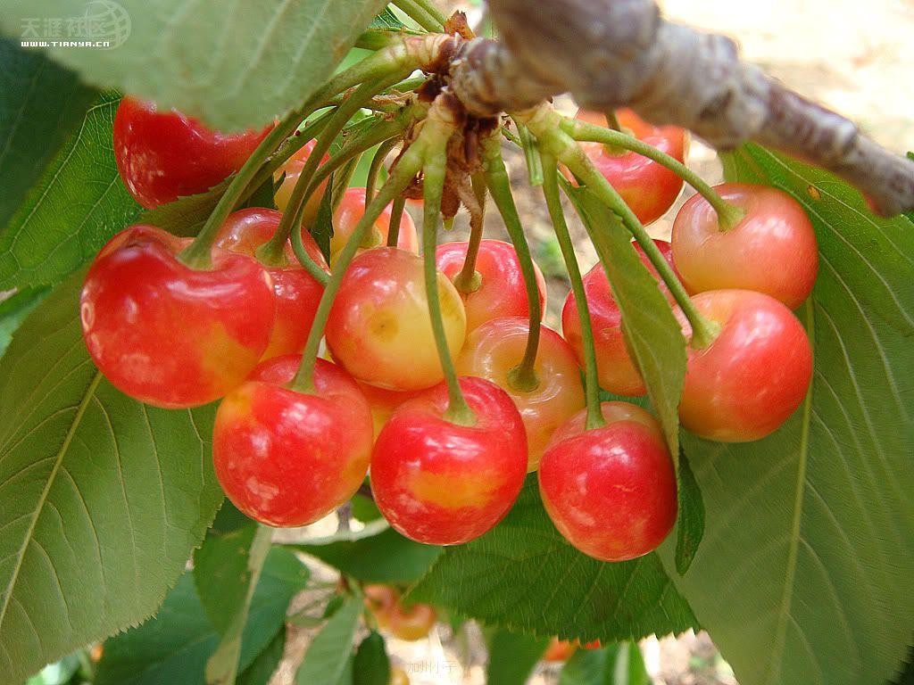 開冉制冷，氣調(diào)庫(kù)，普通冷藏庫(kù)