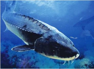 水產(chǎn)品保鮮冷庫(kù),海鮮冷凍庫(kù)