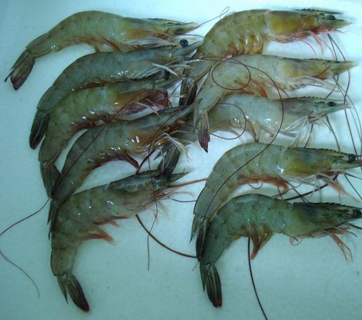 水產(chǎn)品保鮮冷庫(kù),海鮮冷凍庫(kù)