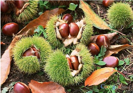 板栗冷庫儲存,羅田板栗保鮮庫安裝