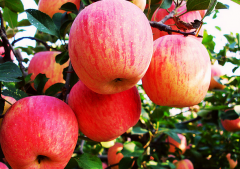 蘋果氣調(diào)冷庫設置要根據(jù)蘋果類別調(diào)節(jié)